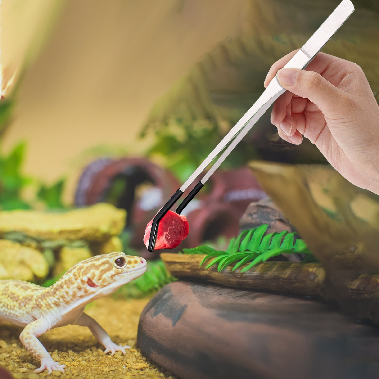 Water Dish Reptile - ملاقط طويلة لتغذية الزواحف من الفولاذ