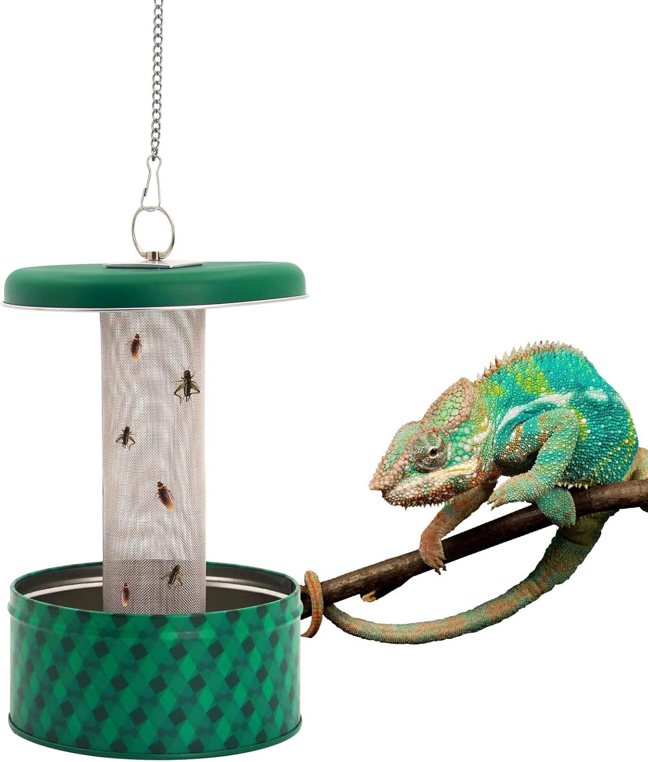 Water Dish Reptile - التنين الملتحي المغذية الحرباء علة السلطانية