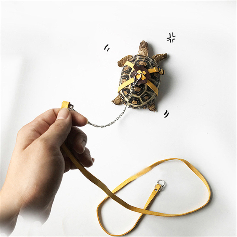 حزام جر للسلاحف، حبل تحكم، حزا - مراجعة Water Dish Reptile وسعره
