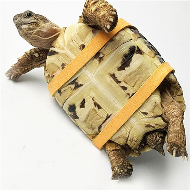 حزام جر للسلاحف، حبل تحكم، حزا - مراجعة Water Dish Reptile وسعره