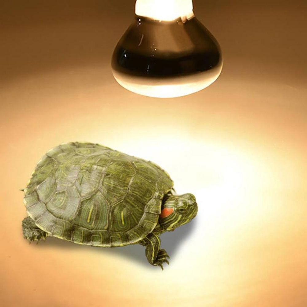 مصباح تدفئة للسلاحف، مصباح هال - مراجعة Basking Bulb Halogen وسعره